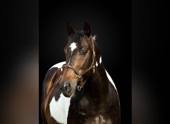Plus de chevaux à sang chaud, Hongre, 16 Ans, 163 cm, Pinto