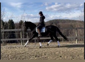 Plus de chevaux à sang chaud, Hongre, 18 Ans, 157 cm, Noir