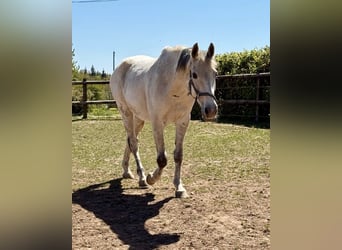 Plus de chevaux à sang chaud, Hongre, 18 Ans, 165 cm, Gris