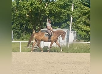 Plus de chevaux à sang chaud, Hongre, 18 Ans, 172 cm, Alezan