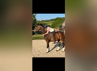Plus de chevaux à sang chaud, Hongre, 21 Ans, 164 cm, Bai brun foncé
