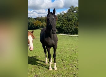 Plus de chevaux à sang chaud, Hongre, 2 Ans, 165 cm, Noir