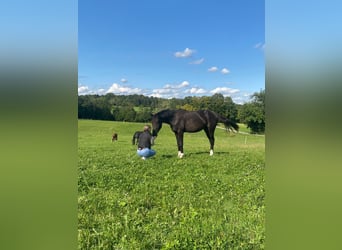 Plus de chevaux à sang chaud, Hongre, 2 Ans, 165 cm, Noir