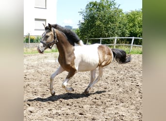 Plus de chevaux à sang chaud, Hongre, 2 Ans, 168 cm, Pinto