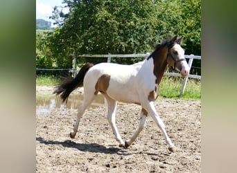 Plus de chevaux à sang chaud, Hongre, 2 Ans, 168 cm, Pinto