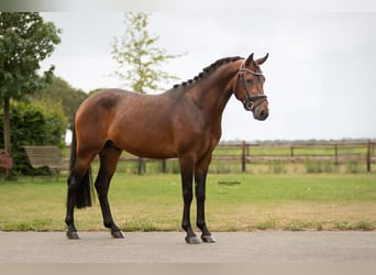 Plus de chevaux à sang chaud, Hongre, 3 Ans, 145 cm, Bai brun