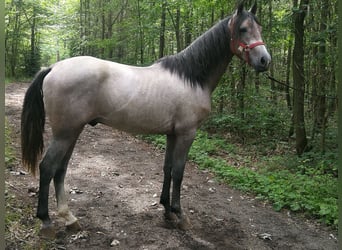 Plus de chevaux à sang chaud, Hongre, 3 Ans, 153 cm, Gris