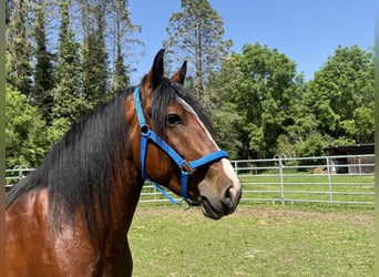 Plus de chevaux à sang chaud, Hongre, 3 Ans, 155 cm, Bai brun