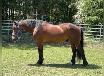Plus de chevaux à sang chaud, Hongre, 3 Ans, 155 cm, Bai brun