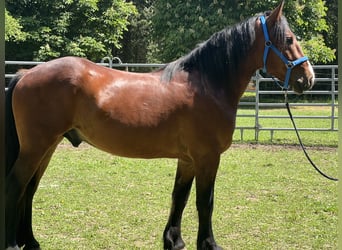 Plus de chevaux à sang chaud, Hongre, 3 Ans, 155 cm, Bai brun