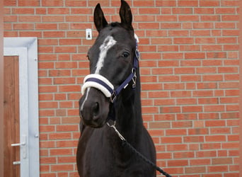 Plus de chevaux à sang chaud, Hongre, 3 Ans, 155 cm, Noir