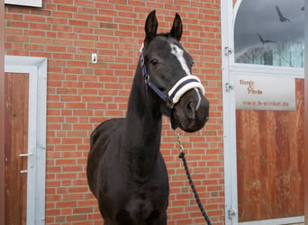 Plus de chevaux à sang chaud, Hongre, 3 Ans, 155 cm, Noir