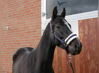 Plus de chevaux à sang chaud, Hongre, 3 Ans, 155 cm, Noir