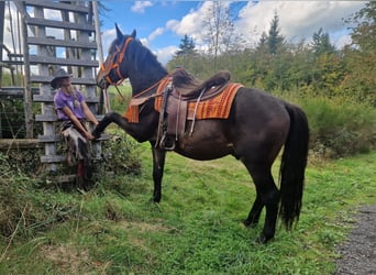 Plus de chevaux à sang chaud, Hongre, 3 Ans, 157 cm, Bai brun