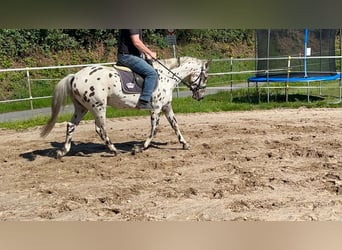 Plus de chevaux à sang chaud, Hongre, 3 Ans, 157 cm, Léopard