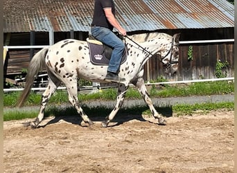 Plus de chevaux à sang chaud, Hongre, 3 Ans, 157 cm, Léopard