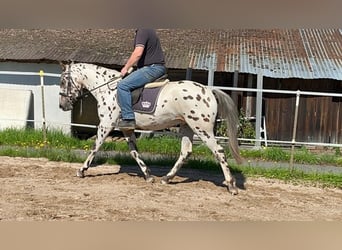 Plus de chevaux à sang chaud, Hongre, 3 Ans, 157 cm, Léopard