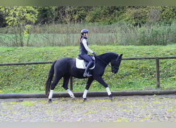 Plus de chevaux à sang chaud, Hongre, 3 Ans, 157 cm, Noir
