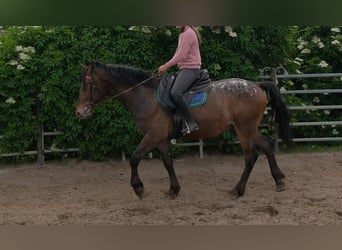 Plus de chevaux à sang chaud, Hongre, 3 Ans, 158 cm, Léopard