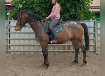 Plus de chevaux à sang chaud, Hongre, 3 Ans, 158 cm, Léopard