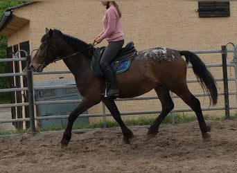 Plus de chevaux à sang chaud, Hongre, 3 Ans, 158 cm, Léopard