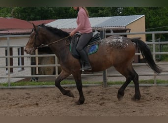 Plus de chevaux à sang chaud, Hongre, 3 Ans, 158 cm, Léopard