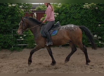 Plus de chevaux à sang chaud, Hongre, 3 Ans, 158 cm, Léopard