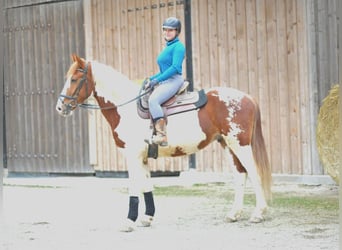 Plus de chevaux à sang chaud, Hongre, 3 Ans, 159 cm, Pinto