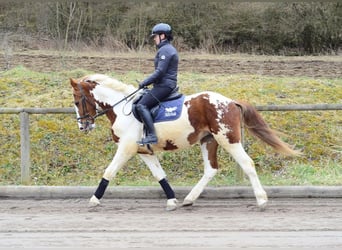 Plus de chevaux à sang chaud, Hongre, 3 Ans, 159 cm, Pinto