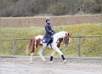 Plus de chevaux à sang chaud, Hongre, 3 Ans, 159 cm, Pinto