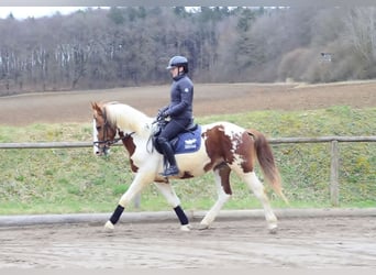 Plus de chevaux à sang chaud, Hongre, 3 Ans, 159 cm, Pinto