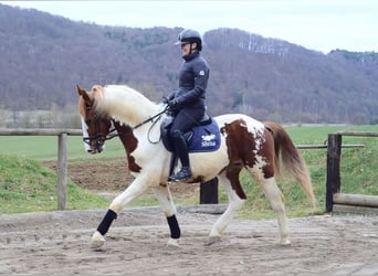 Plus de chevaux à sang chaud, Hongre, 3 Ans, 159 cm, Pinto