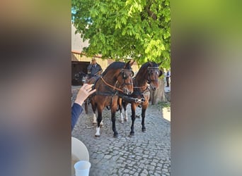 Plus de chevaux à sang chaud, Hongre, 3 Ans, 160 cm, Bai