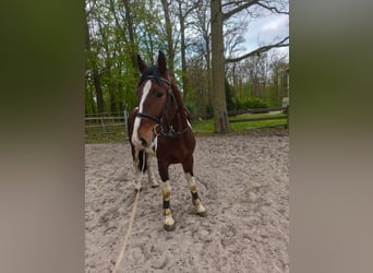 Plus de chevaux à sang chaud, Hongre, 3 Ans, 160 cm, Pinto
