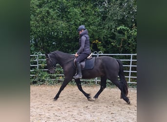 Plus de chevaux à sang chaud Croisé, Hongre, 3 Ans, 161 cm, Noir