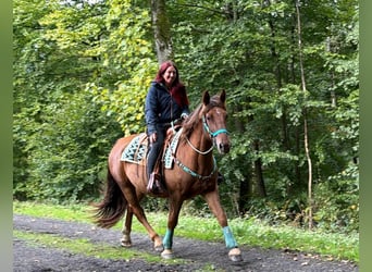Plus de chevaux à sang chaud, Hongre, 3 Ans, 162 cm, Alezan brûlé