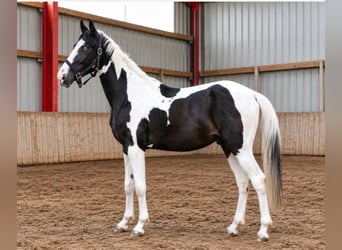 Plus de chevaux à sang chaud, Hongre, 3 Ans, 162 cm, Pinto