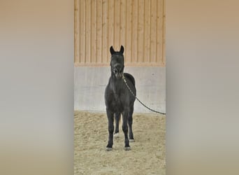 Plus de chevaux à sang chaud, Hongre, 3 Ans, 163 cm, Noir