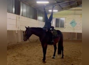 Plus de chevaux à sang chaud, Hongre, 3 Ans, 164 cm, Bai brun