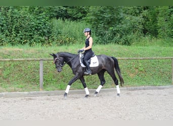 Plus de chevaux à sang chaud, Hongre, 3 Ans, 164 cm, Gris noir