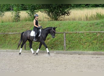 Plus de chevaux à sang chaud, Hongre, 3 Ans, 164 cm, Gris noir