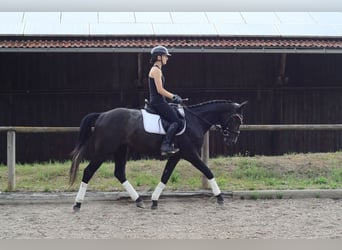 Plus de chevaux à sang chaud, Hongre, 3 Ans, 164 cm, Gris noir