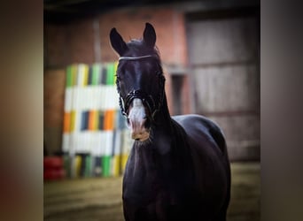 Plus de chevaux à sang chaud, Hongre, 3 Ans, 165 cm, Noir