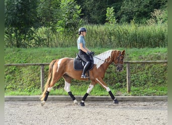 Plus de chevaux à sang chaud, Hongre, 3 Ans, 165 cm, Pinto