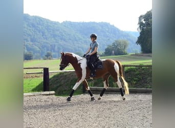 Plus de chevaux à sang chaud, Hongre, 3 Ans, 165 cm, Pinto