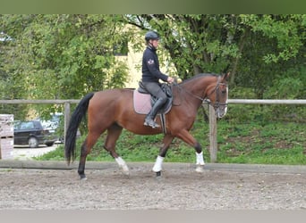 Plus de chevaux à sang chaud, Hongre, 3 Ans, 166 cm, Bai