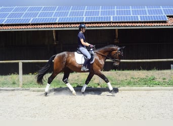 Plus de chevaux à sang chaud, Hongre, 3 Ans, 167 cm, Bai
