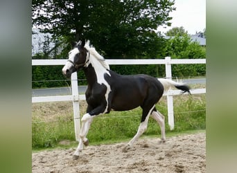 Plus de chevaux à sang chaud, Hongre, 3 Ans, 168 cm, Pinto
