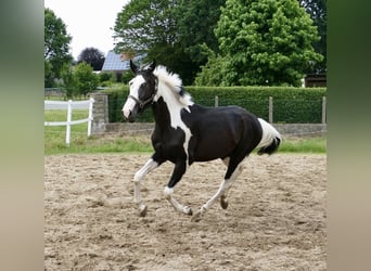 Plus de chevaux à sang chaud, Hongre, 3 Ans, 168 cm, Pinto
