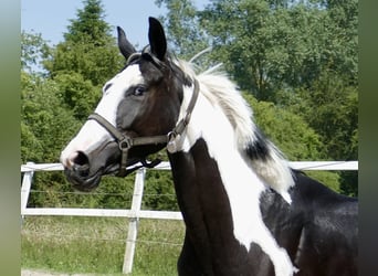 Plus de chevaux à sang chaud, Hongre, 3 Ans, 168 cm, Pinto